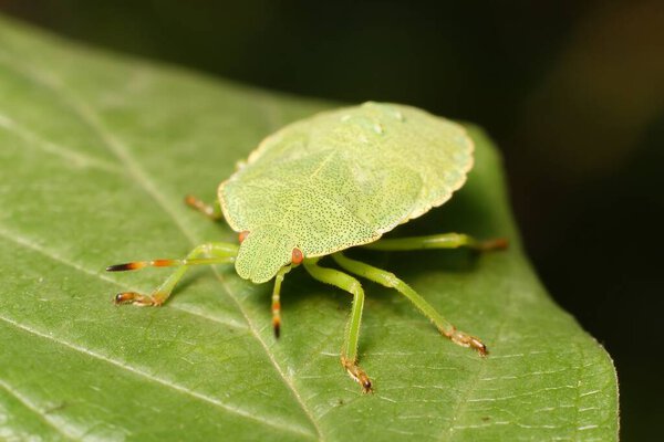 Green shield bug Palomena prasina