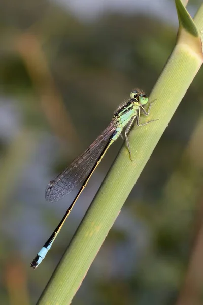 Blue Damselfly Ischnura Grass Stem — Stock Photo, Image