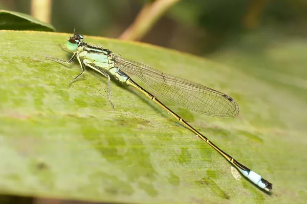 Demoiselle Bleue Ischnura Avec Rosée — Photo