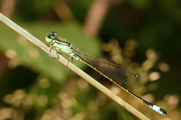 Blue Damselfly Ischnura Dew — Stock Photo, Image