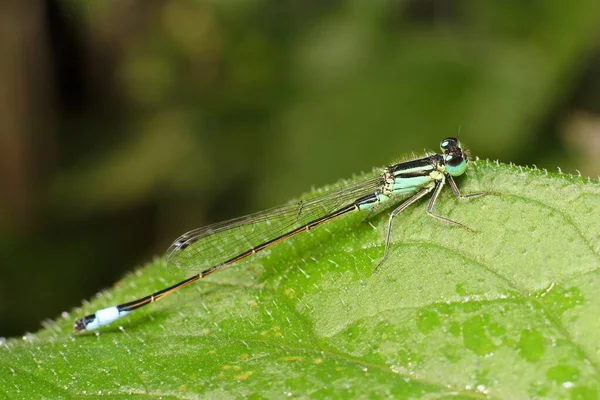 Blue Damselfly Ischnura Dew — Stock Photo, Image