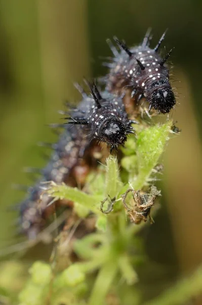 Caterpillar Aglais Ευρωπαϊκό Παγώνι — Φωτογραφία Αρχείου