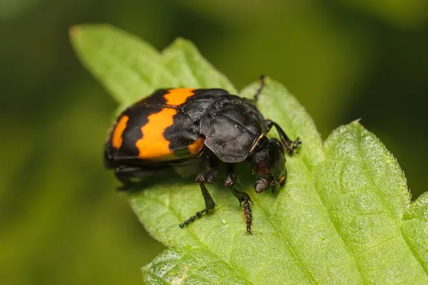 Enterrar Besouro Nicrophorus Vespilloides Uma Folha — Fotografia de Stock