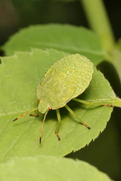 Green Shield Bug Palomena Prasina — Stock Photo, Image