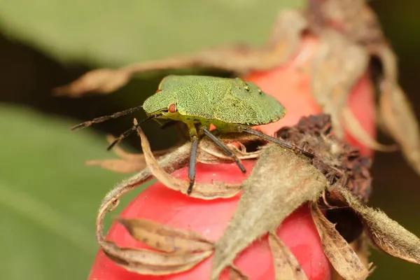 Green Shield Bug Palomena Prasina — Stock Photo, Image