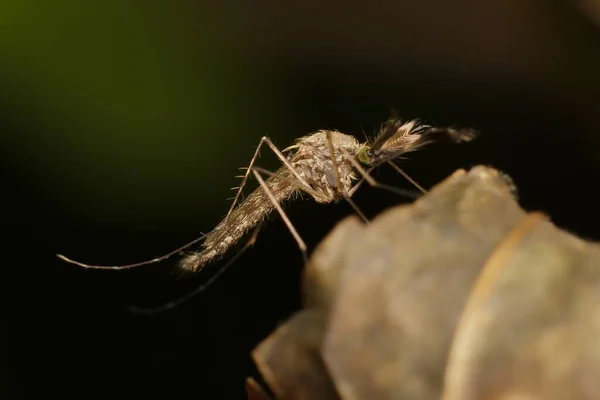 Small Mosquito Anopheles Detail — Stock Photo, Image