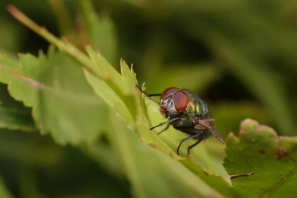 colored Housefly on a leaf in detail