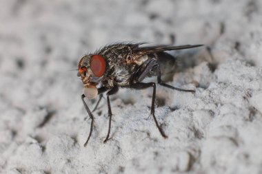 Kabarcık başlı yakın çekim ile uç