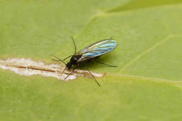 Mucha Sciaridae Liściu — Zdjęcie stockowe