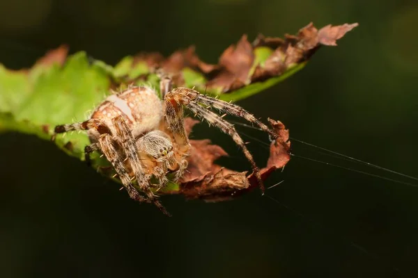 Európai Kerti Pók Levélen — Stock Fotó