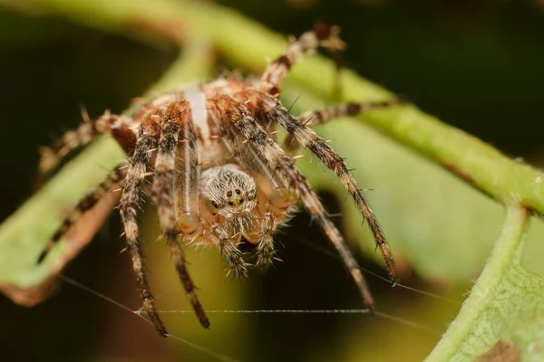 Ragno Giardino Europeo Una Foglia — Foto Stock