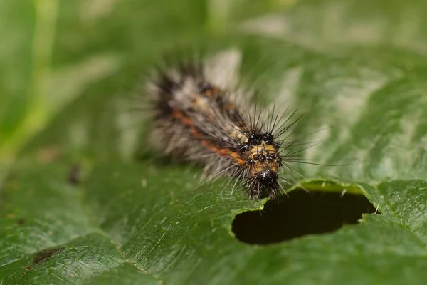 Caterpillar Pequeno Uma Folha — Fotografia de Stock