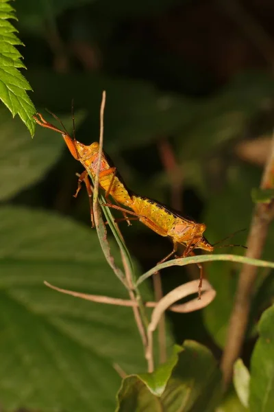 Kahverengi Orman Böceği Kırmızı Bacaklı Kalkan Böceği Pentatoma Yakutları — Stok fotoğraf