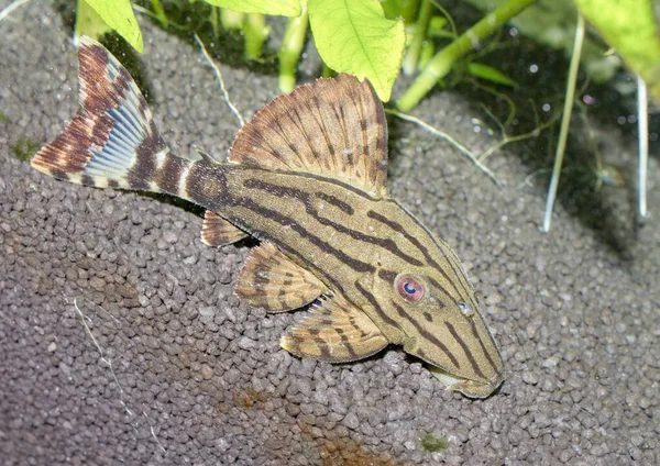 Petit Jeune Royal Pleco Dans Aquarium Images De Stock Libres De Droits