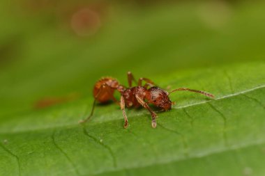 Karınca Myrmica Rubra yaprağın üzerinde