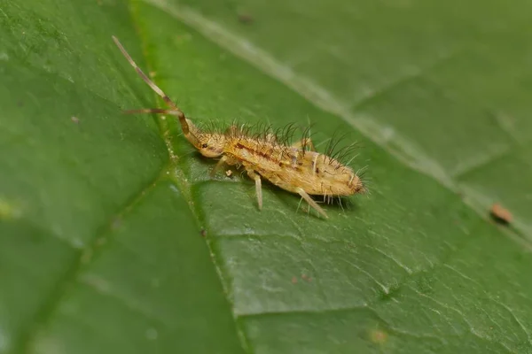 Pouco Springtail Orchesella Flavescens Detalhe — Fotografia de Stock