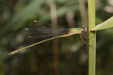 Zümrüt Kız Sineği çimlerin üzerinde