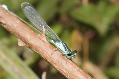 Mavi kız sineği Ischnura zarif ayrıntıları anlatıyor.