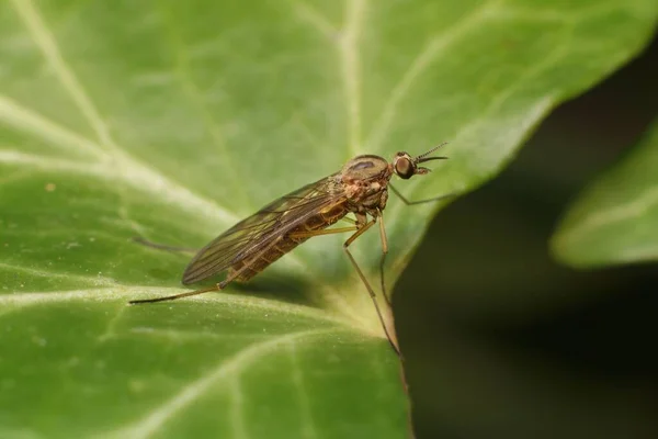 Brown Fly Limoniidae Dicranomyia Mosquito — стокове фото