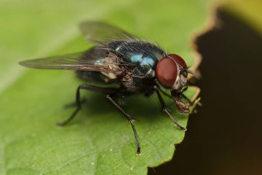 Colored Housefly on a leaf clipart