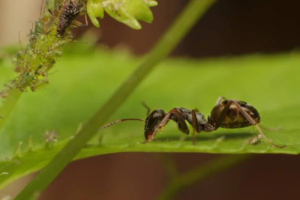 Ant Formica Fusca Leaf — Stok Foto
