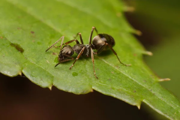 Ant Formica Fusca Leaf — стокове фото