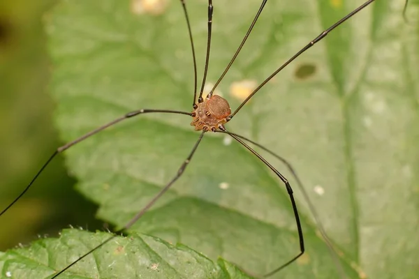 Pók Opiliones Levélen — Stock Fotó