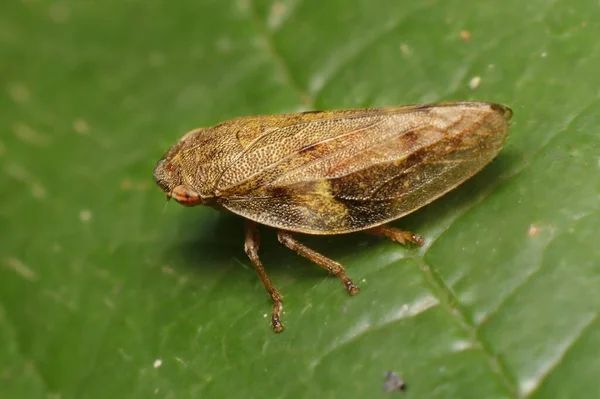 Aphrodes Bicinctus Sur Une Feuille — Photo