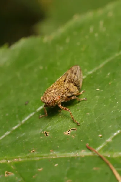 Aphrodes Bicinctus Sur Une Feuille — Photo