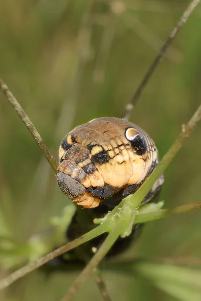 Larva Elephant Hawk Moth Head Detail — стоковое фото