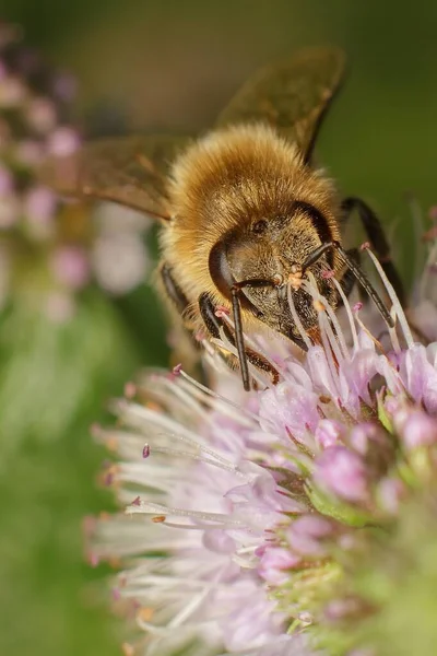 Biene Auf Einer Blume Garten — Stockfoto