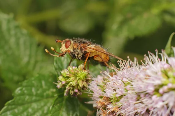 Small Colorful Fly Flower — Φωτογραφία Αρχείου