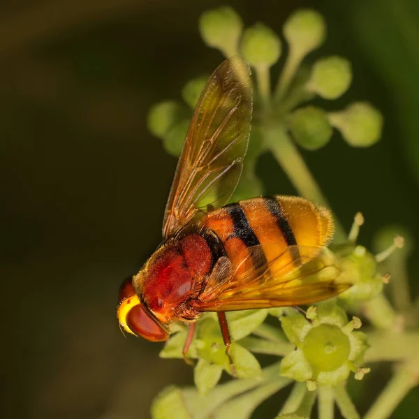 Hornet Mimic Hoverfly Volucella Zonaria — стокове фото