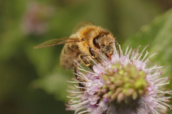 Biene Auf Einer Blume Garten — Stockfoto