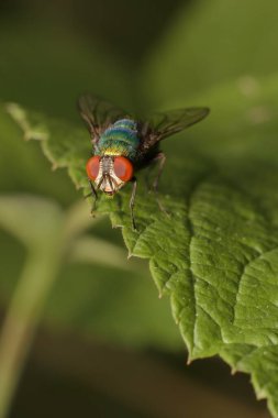 Yaprağın üzerinde kafa detayı olan renkli sinekler.
