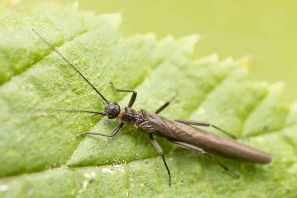 Owad Plecoptera Liściu — Zdjęcie stockowe