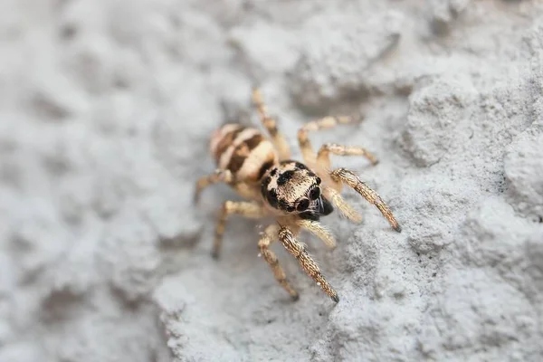 斑马蜘蛛的头部和眼部细节 — 图库照片