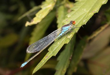 Mavi kız sineği Ischnura yaprağın üzerinde
