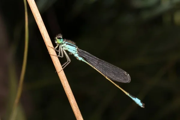 Blue Damselfly Ischnura Leaf — Stock Photo, Image