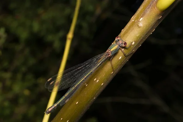 Libellula Verde Emerald Damselfly Dettaglio — Foto Stock