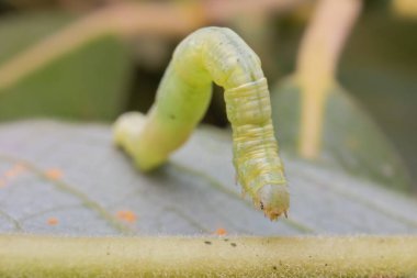 Yaprağın üzerindeki kış güvesi tırtılı.