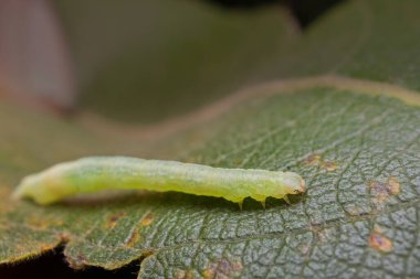 Yaprağın üzerindeki kış güvesi tırtılı.