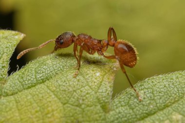 Karınca Myrmica Rubra yaprağın üzerinde