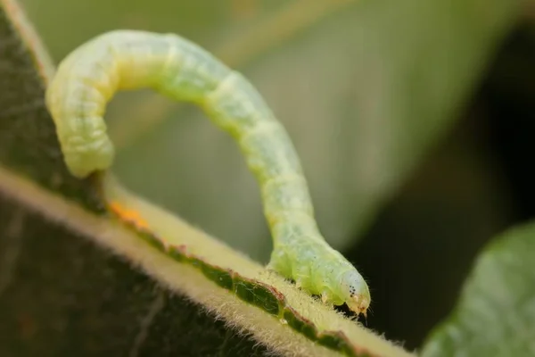Зимняя Гусеница Мотылька Листе — стоковое фото