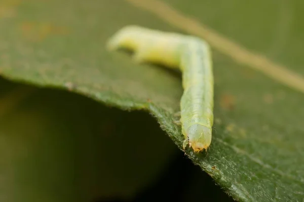 Wintervlinder Rups Een Blad — Stockfoto