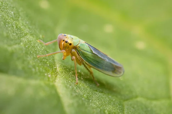 Groene Bladhopper Cicadella Viridis Een Blad — Stockfoto