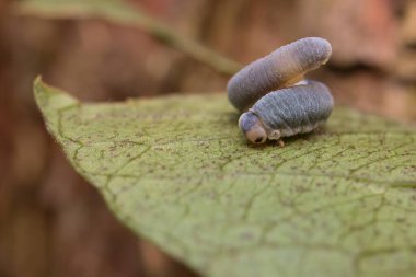 Tırtıl Monostegia abdominalis bir yaprağın üzerinde 