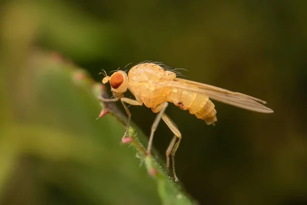 Kisebb Gyümölcslégy Drosophila Melanogaster — Stock Fotó