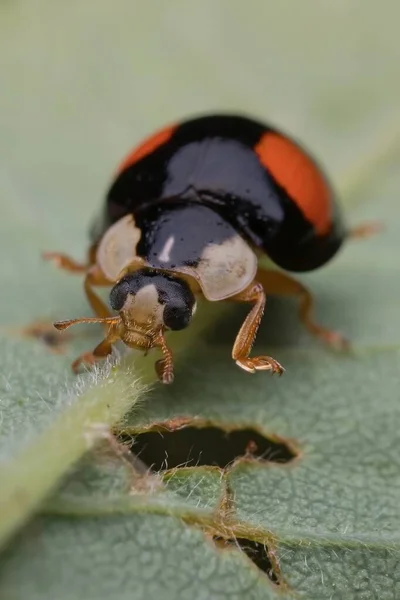 Mariquita Oriental Harmonia Axyridis Variant Conspicua — Foto de Stock