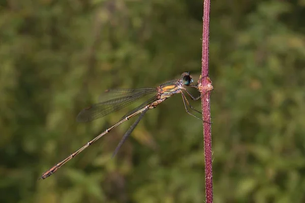 Emerald Damselfly Grass — Stock Photo, Image